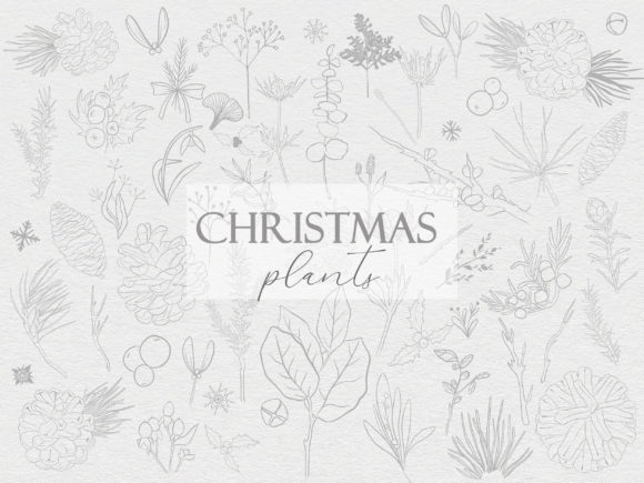 Line Christmas Plants Illustrations for Festive Branding